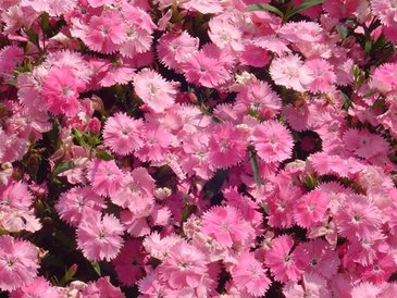 Гвоздика гибридная (Dianthus interspecific)