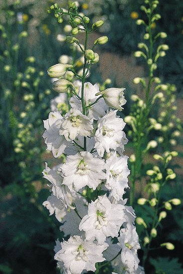 Дельфиниум гибридный (Delphinium hybrida)