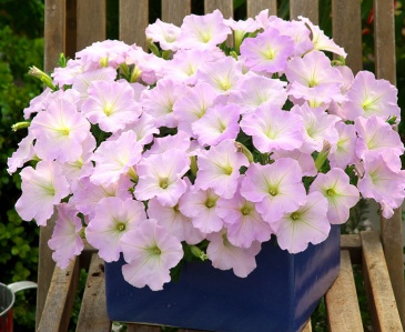 Петуния ампельная гибридная (Petunia х hybrida)