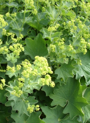 Манжетка мягкая (Alchemilla mollis)