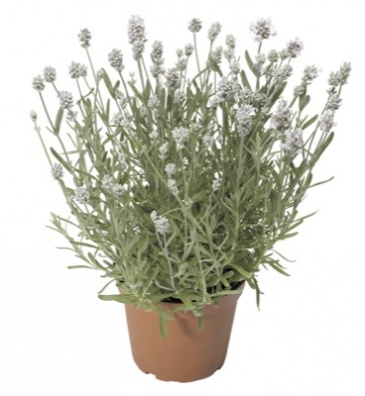 Лаванда узколистная (Lavandula angustifolia)