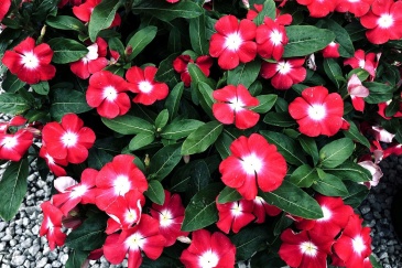 Катарантус розовый ампельный (Vinca rosea)