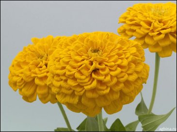 Цинния изящная (Zinnia elegans)