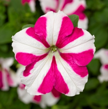 Петуния ампельная гибридная (Petunia x hybrida)