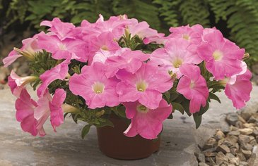 Петуния ампельная гибридная (Petunia x hybrida)