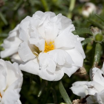 Портулак крупноцветковый (Portulaca grandiflora)