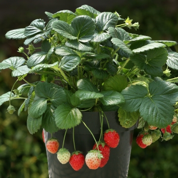Земляника ананасная (Fragaria ananassa)