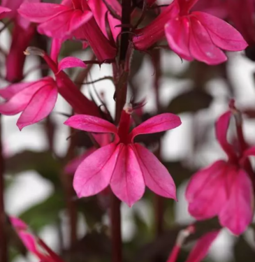 Лобелия прекрасная (Lobelia speciosa)