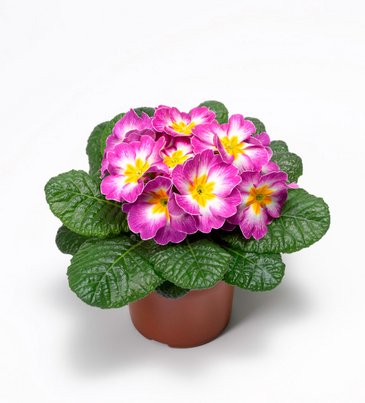 Примула бесстебельная (Primula acaulis)