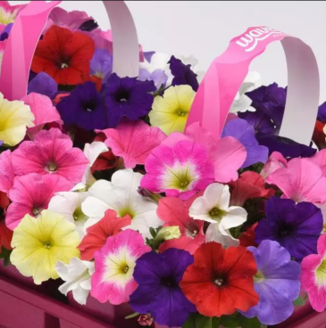 Петуния ампельная гибридная (Petunia х hybrida)