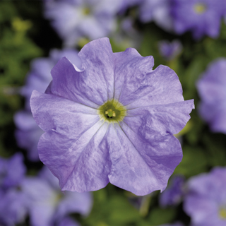 Петуния крупноцветковая (Petunia grandiflora)