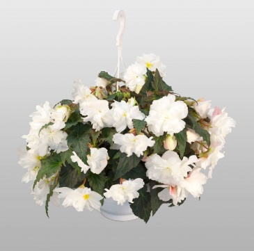 Бегония клубневая махровая ампельная (Begonia tuberhybrida)