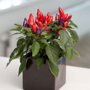 Перец летний (Capsicum annuum)