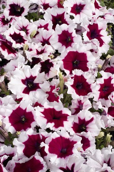 Петуния многоцветковая (Petunia multiflora)