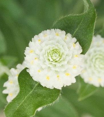 Гомфрена шаровидная (Gomphrena globosa)