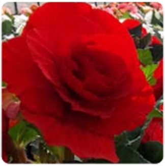 Бегония клубневая махровая (Begonia tuberhybrida)