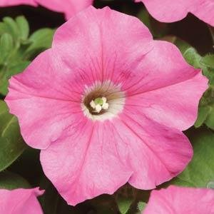 Петуния многоцветковая (Petunia multiflora)