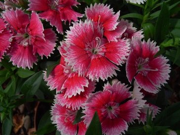 Гвоздика гибридная (Dianthus interspecific)