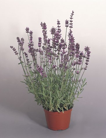 Лаванда узколистная (Lavandula angustifolia)