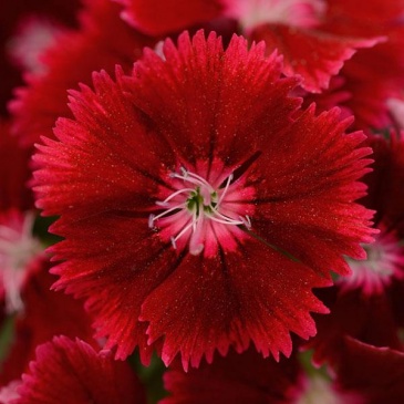Гвоздика китайская х турецкая (Dianthus chinensis x barbatus)