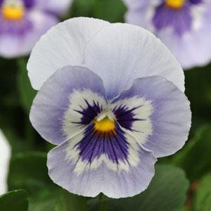 Виола виттрока (Viola wittrockiana)