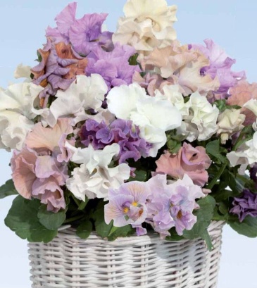 Виола Виттрока (Viola wittrockiana)