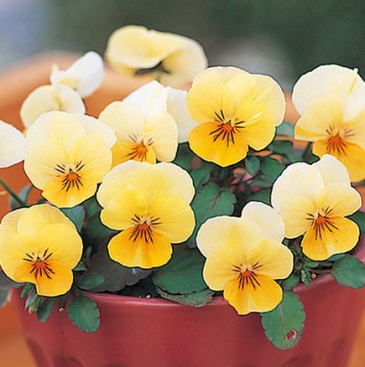 Виола рогатая (Viola cornuta)