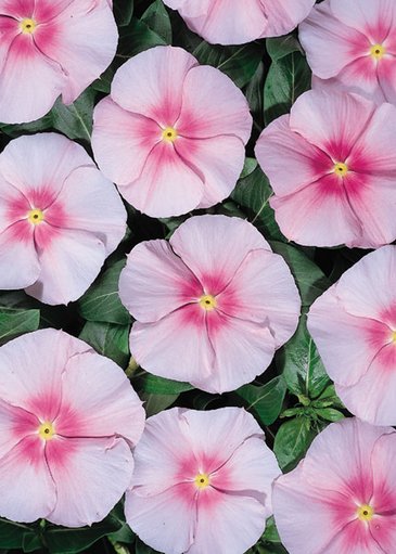 Катарантус розовый (Vinca rosea)