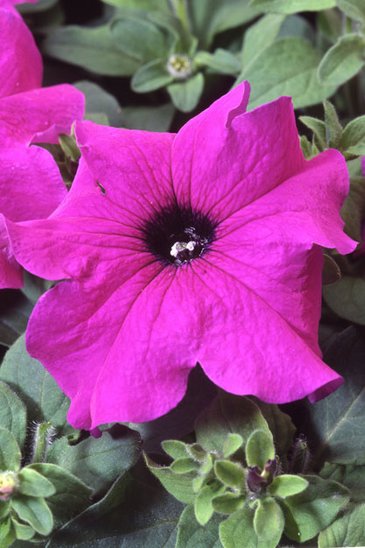 Петуния крупноцветковая (Petunia grandiflora)