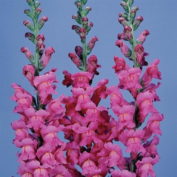 Львиный зев (Антирринум) большой (Antirrhinum majus)