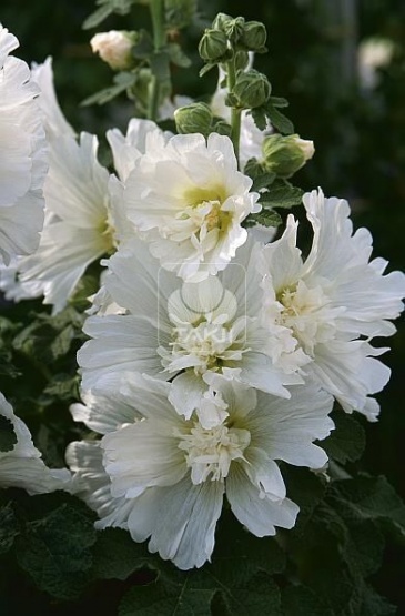 Мальва (Штокроза) розовая (Alcea rosea annua)