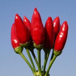 Перец летний (Capsicum annuum)