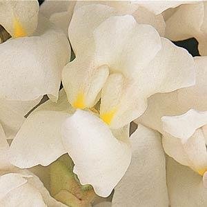 Львиный зев (Антирринум) большой (Antirrhinum majus)