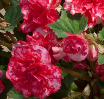 Бегония клубневая махровая (Begonia tuberhybrida)