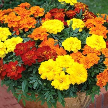 Бархатцы отклоненные (Tagetes patula) Бархатцы отклоненные (Tagetes patula)