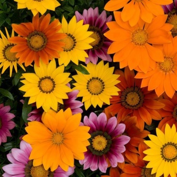 Гацания жестковатая (Gazania rigens)