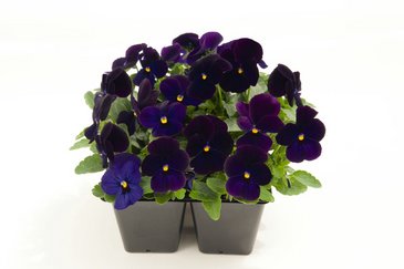 Виола рогатая (Viola cornuta)