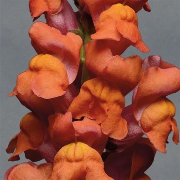Львиный зев (Антирринум) большой (Antirrhinum majus)