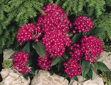 Пентас ланцетовидный (Pentas lanceolata)