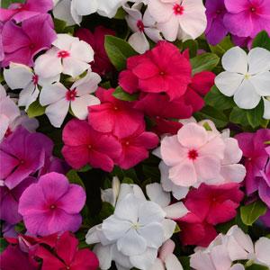 Катарантус розовый (Vinca rosea)