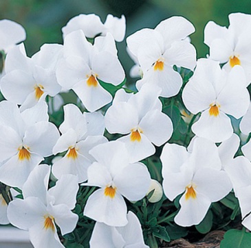 Виола рогатая (Viola cornuta)