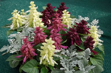 Сальвия блестящая (Salvia splendens)