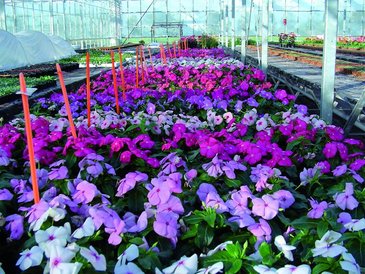 Катарантус розовый (Vinca rosea)