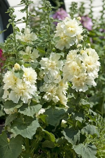 Мальва (Штокроза) розовая (Alcea rosea annua)