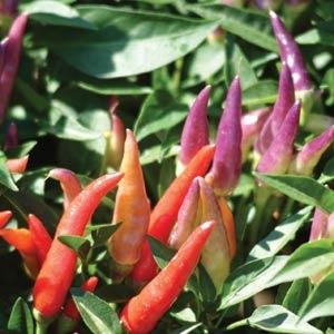 Перец летний (Capsicum annuum)