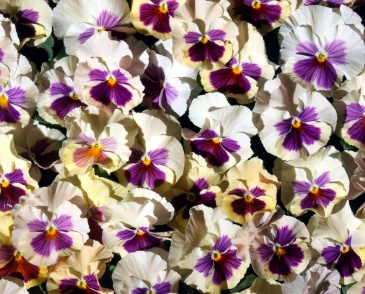 Виола Виттрока (Viola wittrockiana)
