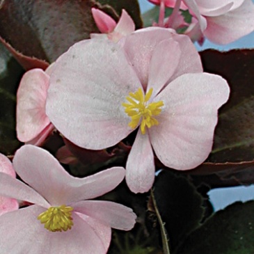 Бегония вечноцветущая (бронзовая листва) (Begonia semperflorens)
