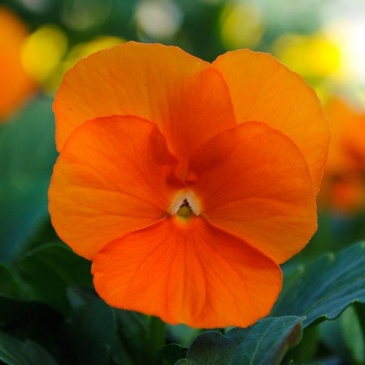 Виола рогатая (Viola cornuta)