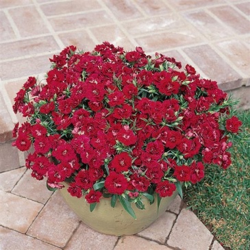 Гвоздика турецкая (Dianthus barbatus)