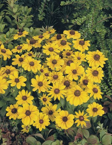 Рудбекия волосистая (Rudbeckia hirta)